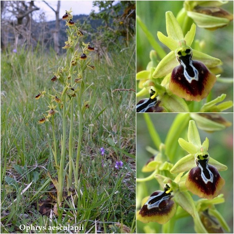 Grecia 23_25 aprile 2016  un fine settimana tra le orchidee.